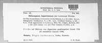 Melampsora hypericorum image